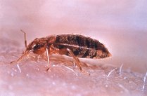 Bed bugs