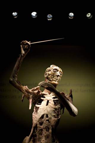A body in a conductor's pose is seen in the nervous system display of 