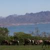 The desert bighorn sheep that live in the River Mountains in Boulder City, seen here on a recent wee