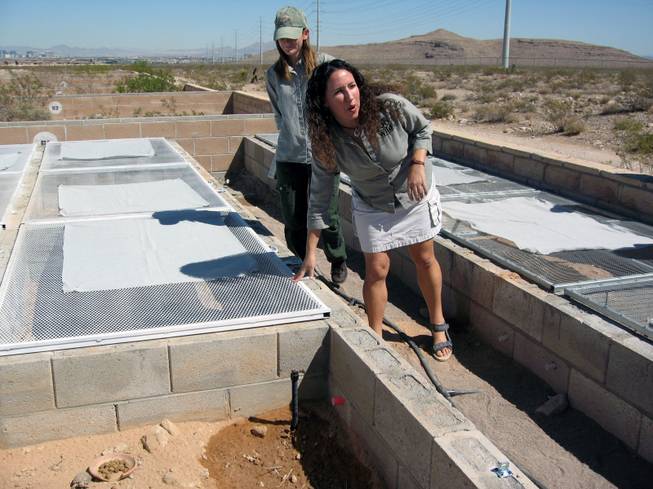 Paula Kahn, with the San Diego Zoo, points to a new predator-proof pen for baby tortoises Thursday at the Desert Tortoise Conservation Center. Behind Kahn is U.S. Fish and Wildlife Service biologist Kim Field.