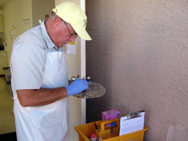 Alan Croft, a research assistant at the Desert Tortoise Conservation Center, on Thursday puts an identification on a tortoise recently brought to the center.