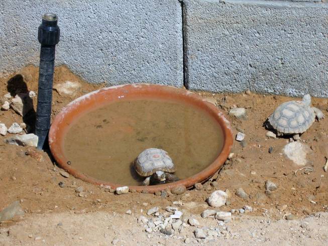Baby tortoises enjoy the water in a new pen at the Desert Tortoise Conservation Center on Thursday.