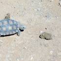 Desert Tortoise Conservation Center