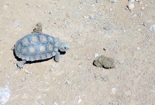 A baby tortoise wanders around a new pen at the Desert Tortoise Conservation Center on Thursday.