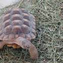 Desert Tortoise Conservation Center
