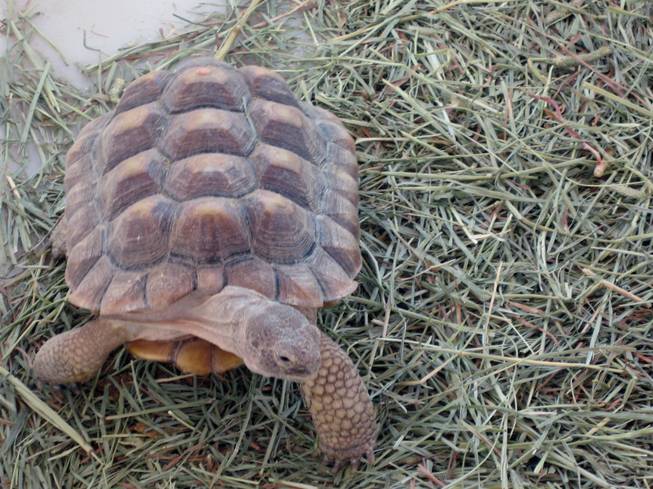 A tortoise brought to the Desert Tortoise Conservation Center wanders a pen on Thursday. This tortoise was sick when it came to the center after being improperly cared for as a pet.