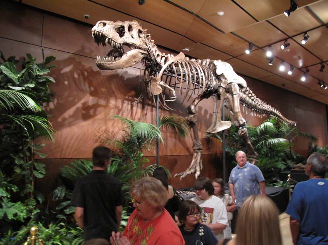 The "Samson" dinosaur skeleton is on display Saturday in Las Vegas during an auction at the Venetian. 