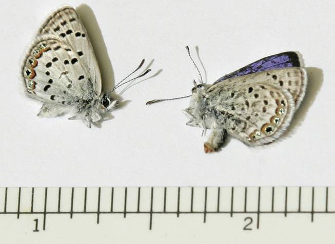 Mount Charleston blue butterflies, which some say are headed for extinction, are shown against a scale that measures inches. 