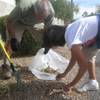 Boulder City residents Ron Bordigioni and Connie Ferraro pick up weeds on Adams Boulevard Saturday for the first annual Boulder City Fall Cleanup.