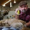 Taxidermist Rick Smith, owner of A+ Taxidermy in Henderson, shows two "mounted" pets at his shop. 