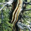 Some bristlecone pines, researchers have found, are growing much faster than usual.