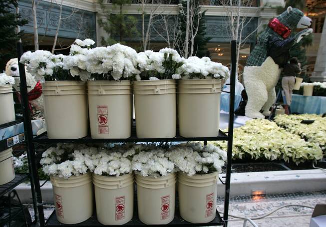 Bellagio conservatory transitions to winter