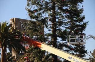 Workers at M Resort decorate the 109-foot Christmas tree before the Dec. 12, 2009 tree lighting. M Resort says the tree is the tallest cut Christmas tree in the nation this year. 