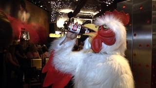 FEATHERED FEUDING: Rooster-costume clad bar patrons at Tacos & Tequila at the Luxor compete each Wednesday evening, 