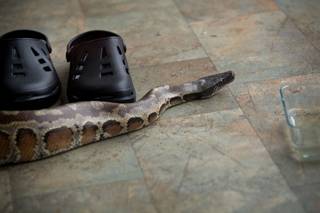 A blood python from Malaysia slithers past Donald Schultz's shoes in their shared one-room glass home Tuesday on the Las Vegas Strip.