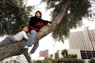 Brothers  Justin Sawczuk, 7, and Marcus Sawczuk, 2, of Hollywood, Fla., climb a tree near their RV site on March 31 at the Las Vegas KOA at Circus Circus. Their mother, Celia, said she enjoyed the fact that the park offered a site with grass, trees and shade, an amenity rarely offered at urban RV parks.
