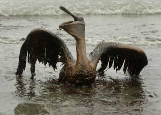 A victim of the Deepwater Horizon oil spill, a Brown Pelican sits on the beach at East Grand Terre Island along the Louisiana coast after being drenched in oil Thursday, June 3, 2010. 