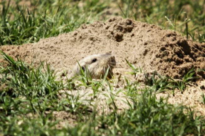 A gopher peaks his head out of his hole Tuesday in Sunset Park. Park workers have been using a device called the Rodenator to kill the gophers.