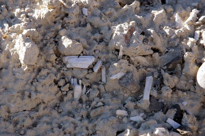 Mammoth tusk bones are shown on top of a spring mound in the Upper Las Vegas Wash. Monument supporters envision designated areas where tourists and schoolchildren can do their own "digs" for still-buried fossils.