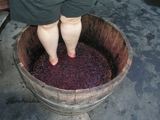 Participants are allowed to take their shoes off and jump right in at Pahrump Valley Winery's Grape Stomp Festival.