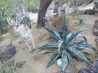 The holiday lights display at Ethel M's cactus garden will automated reindeer grazing throughout its plants. The holiday cactus garden opens Tuesday. Admission is free.