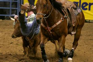 Steer wrestler Kyle Hughes dismounts during the first go round of the National Finals Rodeo Thursday, December 2, 2010 at the Thomas & Mack.