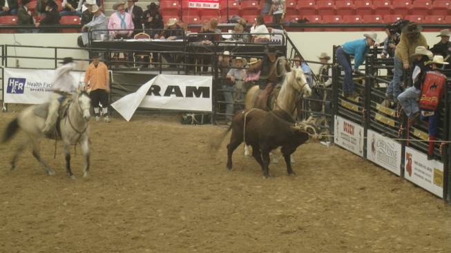 A bull is dealt with at Benny Binion's World Famous Bucking Horse and Bull Sale at South Point Equestrian and Event Center.