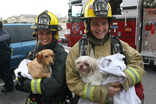 Dogs rescued