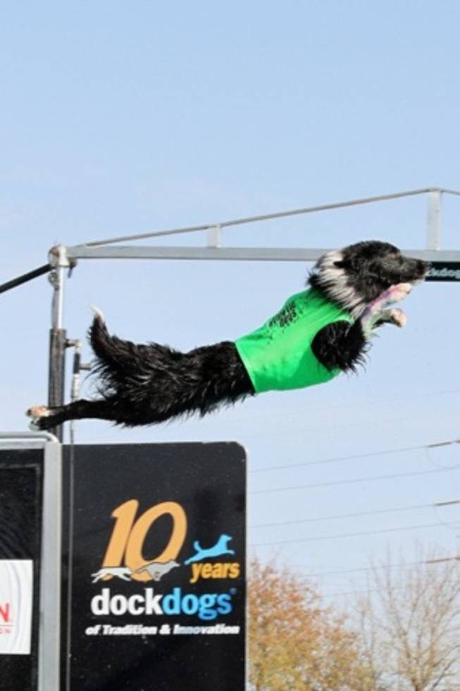 Juice, a dock-diving dog who practices at the Las Vegas DockDogs Club, will perform in the Rose Bowl Parade on New Year's Day.