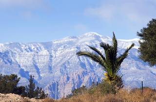 A palm tree and tumbleweed provide a contrast for the light snow on the mountains west of Las Vegas Thursday, December 30, 2010.  Forecasters said the brisk north winds will produce wind chill temperatures in the 20s to low 30s today.