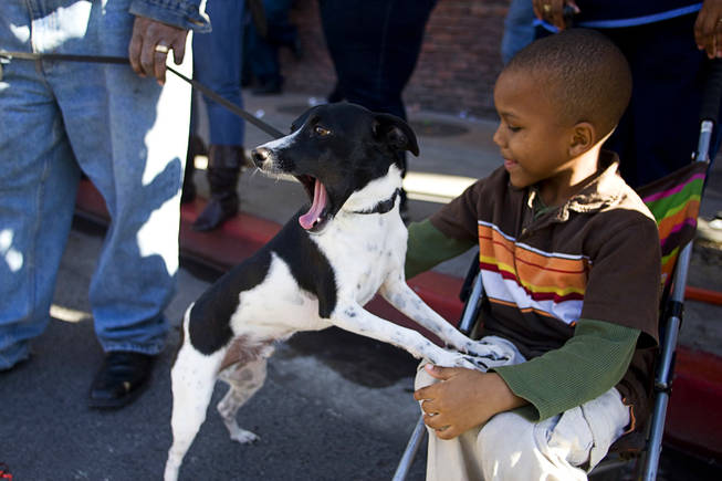 Allen Pasco, 4, watches the Martin Luther King Jr. Day Parade with a terrier named B.J. in downtown Las Vegas January 17, 2011. 