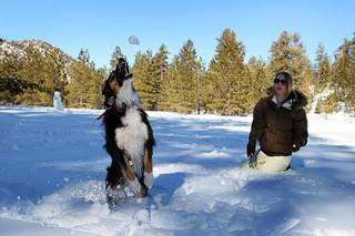 Kahli Veys throws a snowball for Lily, her 3-year-old Australian shepherd, at the snow play area in Lee Canyon Sunday February 27, 2011. The Las Vegas Ski and Snowboard Resort in Lee Canyon reported 10 inches of new snow.