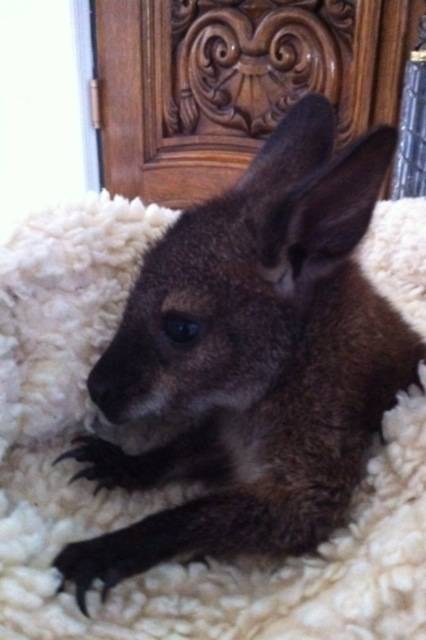 Casa de Shenandoah's newest resident, a baby wallaby.
