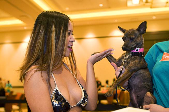 Blackjack dealer Soka McMellon greets "Louise," a brindled short-hair chihuahua, during a St. PETrick's Day fundraiser at Aliante Station in North Las Vegas Sunday, March 20, 2011. Proceeds from the fundraiser benefited The Animal Foundation.