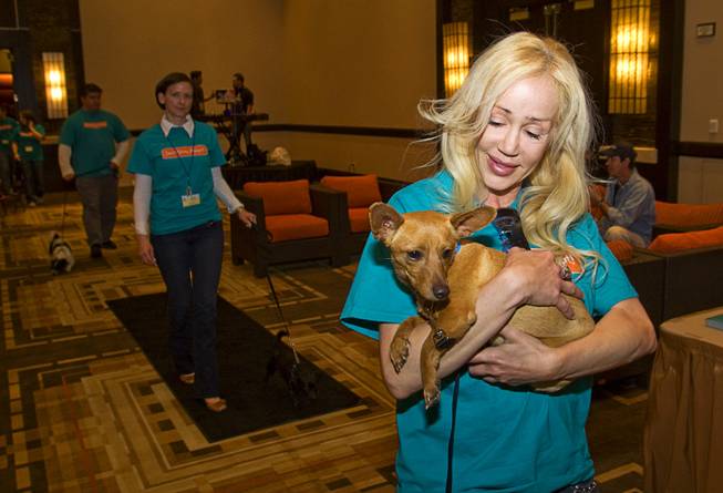Volunteer Anneli Adolfsson carries in "Linus," a 2-year-old chihuahua-mix, during a St. PETrick's Day fundraiser at Aliante Station in North Las Vegas Sunday, March 20, 2011. Proceeds from the fundraiser benefited The Animal Foundation.