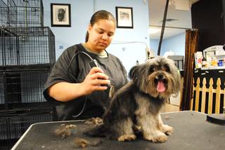 Ashley Watkins gives Susie, a Yorkshire terrier mix, a buzz on Friday, March 25, 2011. Watkins is one of the groomers at Sniffany and Co., a pet boutique that opened its second location on Rainbow Boulevard last year.