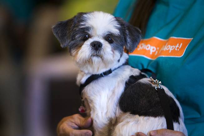 Patty, a 3-year-old female Shih Tzu, waits on her handler's lap backstage during the Animal Foundation's 8th annual Best in Show event at the Orleans Arena May 1, 2011.