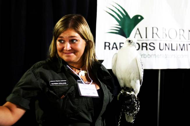 Alyssa Collins from Airborne Raptors Unlimited shows a falcon during a science expo at the Cashman Center in Las Vegas on Saturday, May 7, 2011.