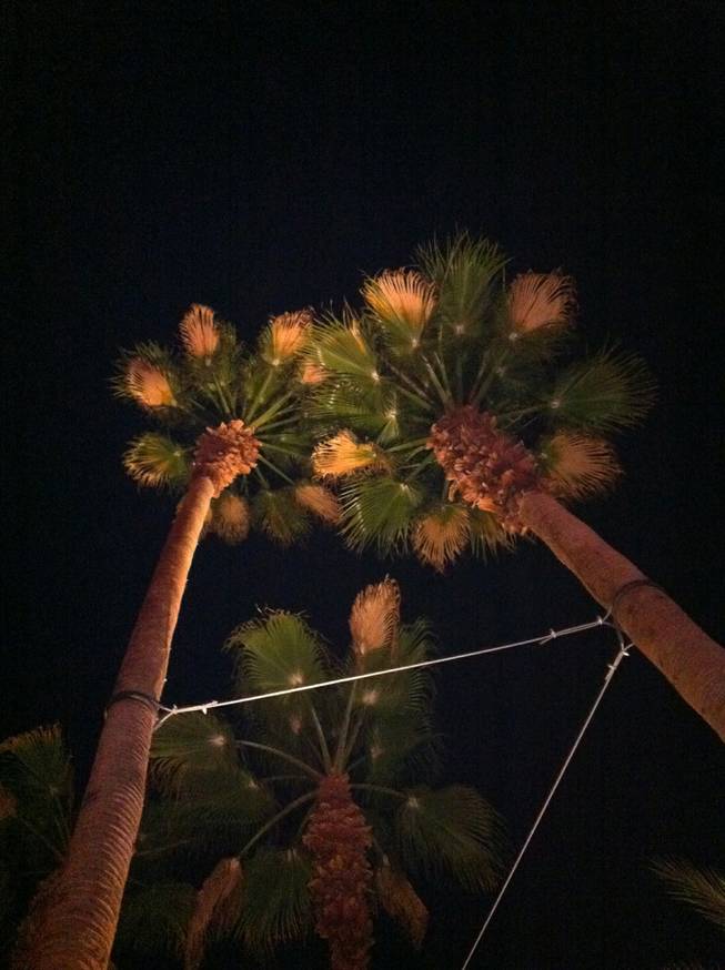 Palm trees, as viewed from the Cabana Club after-party at Red Rock Resort.