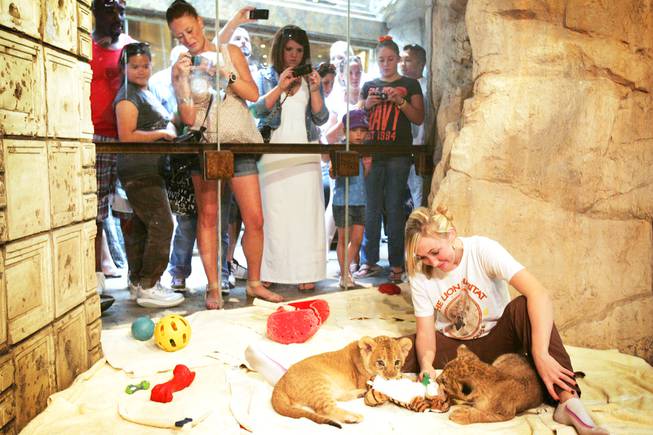 Trainer Katie Massey plays with 8-week-old lions at the Lion Habitat at MGM Grand in Las Vegas on Friday, June 17, 2011.