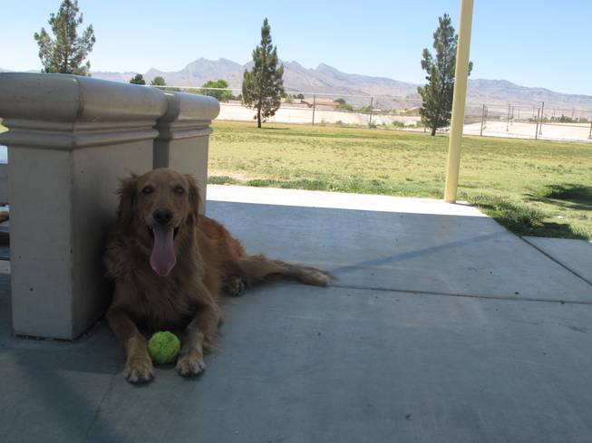 Barkin' Basin Dog Park is one of the largest dog parks in the valley, with three fenced runs spanning 8 acres.
