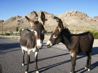 From left; Bekka and Echo are part of a group of burros that are commonly seen in Beatty, NV.