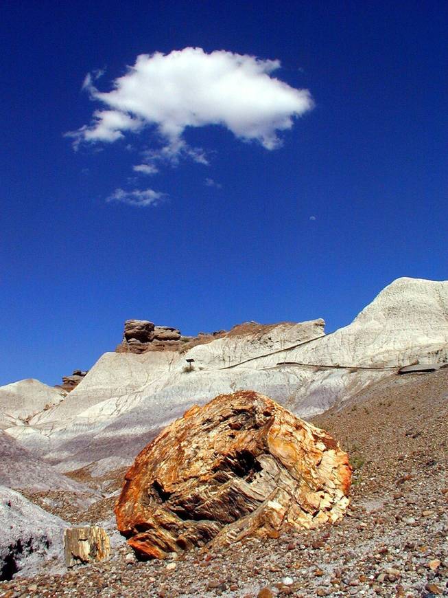 Petrified Forest in northeast Arizona.