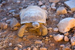 A Mojave Desert tortoise is shown in a quarantine area at the Desert Tortoise Conservation Center in Las Vegas on Friday, Sept. 2, 2011. The tortoise, some kept by people as pets, will be returned to the wild when they are healthy enough to leave.