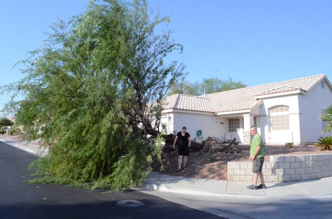 A brief, intense windstorm blew through parts of Henderson after  5 p.m. Thursday, Sept. 8, 2011, toppling this 30-foot mesquite tree in the front yard of Derek and Julie Jones at the corner of Leaf Bud Court and Teal Point Lane.  "We're just lucky," Derek Jones said, "that the wind was blowing the direction it did, otherwise it would have landed on our house."  His pregnant wife remarked that her son will grow up without knowing what it's like to have a tree in the yard.