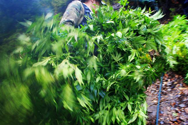 Carpenter Canyon Marijuana Raid