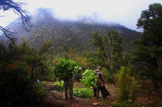 Law enforcement officers haul away plants during a raid of a marijuana grow operation in the Carpenter Canyon area of the Spring Mountains on Wednesday, Sept. 14, 2011.