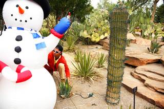 Gardener Kazrae Herring sets up an inflatable snowman at the Ethel M Botanical Cactus Garden in Henderson on Thursday, Nov. 11, 2011.