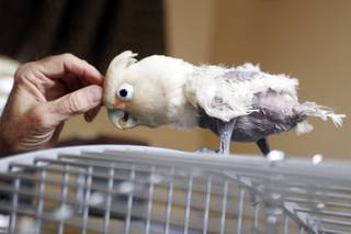 Oliver is a Goffin cockatoo who has plucked out his own feathers and is fostered at the home of Merlyn and Lynn Harold in Henderson on Monday, December 12, 2011.