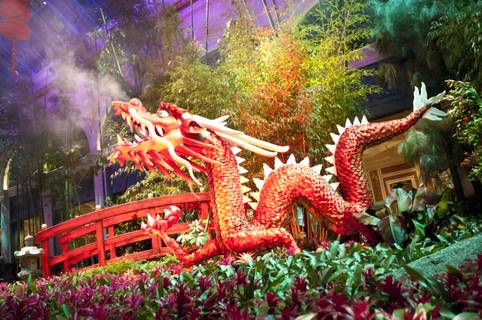 Bellagio Conservatory: Chinese New Year 2012